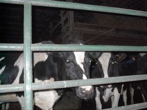 cows in barn in Thompson Ridge, January 6, 2002